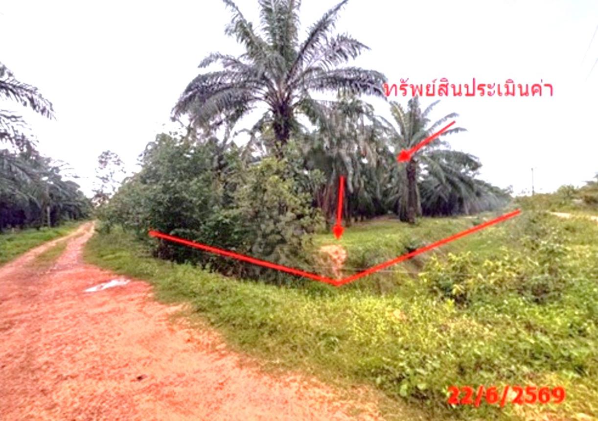 picture LAND 26314 Sq.w. Tha Chang Surat Thani for 45.5M - 13/25