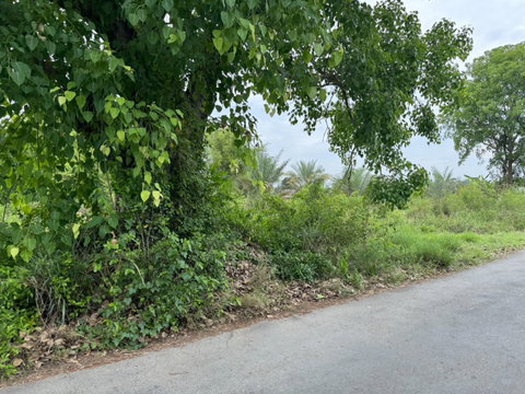 Beautiful plot of land for sale San Pa Tong at Chiang Mai 376 square wah a very nice, rectangular-shaped plot.