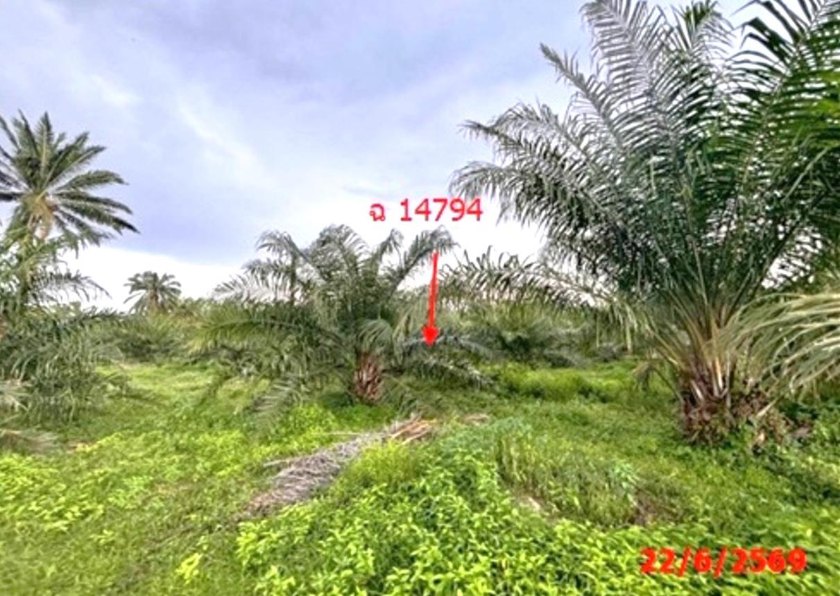 picture LAND 26314 Sq.w. Tha Chang Surat Thani for 45.5M - 20/25