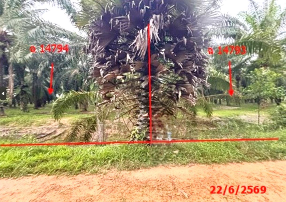 picture LAND 26314 Sq.w. Tha Chang Surat Thani for 45.5M - 12/25