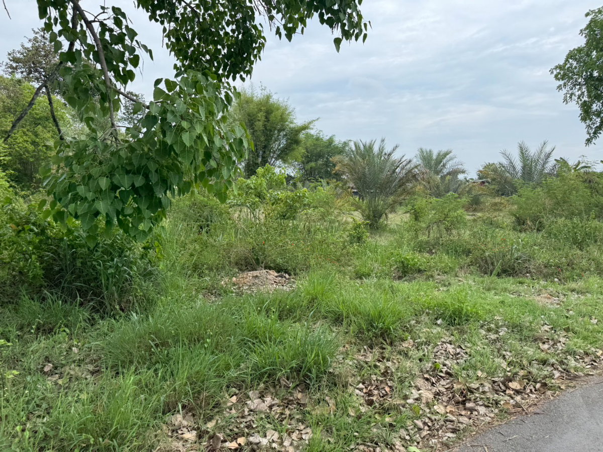picture Beautiful plot of land for sale San Pa Tong at Chiang Mai 376 square wah a very nice, rectangular-shaped plot. - 5/8