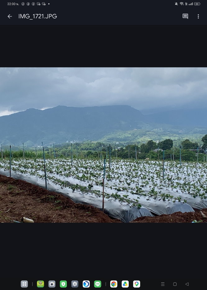 รูป ที่ดินเขาค้อ วิวสวยๆ ราคาเบาๆ มีหลายแปลง10ไร่ 50ไร่ 500ไร่ - รูปที่ 4/4