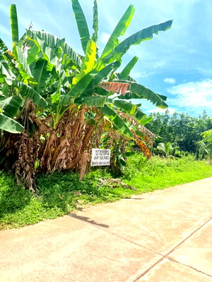 ที่ดิน เกาะยาว พังงา : ขายที่ดินทำเลดี เกาะยาวน้อย  วิวธรรมชาติ เหมาะลงทุน/ทำสวน