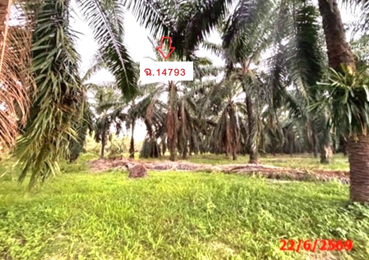 picture LAND 26314 Sq.w. Tha Chang Surat Thani for 45.5M - 21/25