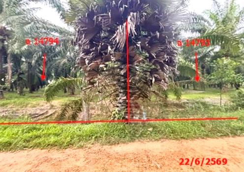 picture LAND 26314 Sq.w. Tha Chang Surat Thani for 45.5M - 22/25