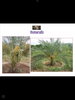 listing thumbnail image 11