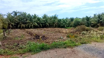 Land for sale Muang Samut Songkhram Samut Songkram : Land for sale at Samutsongkram near BKK
