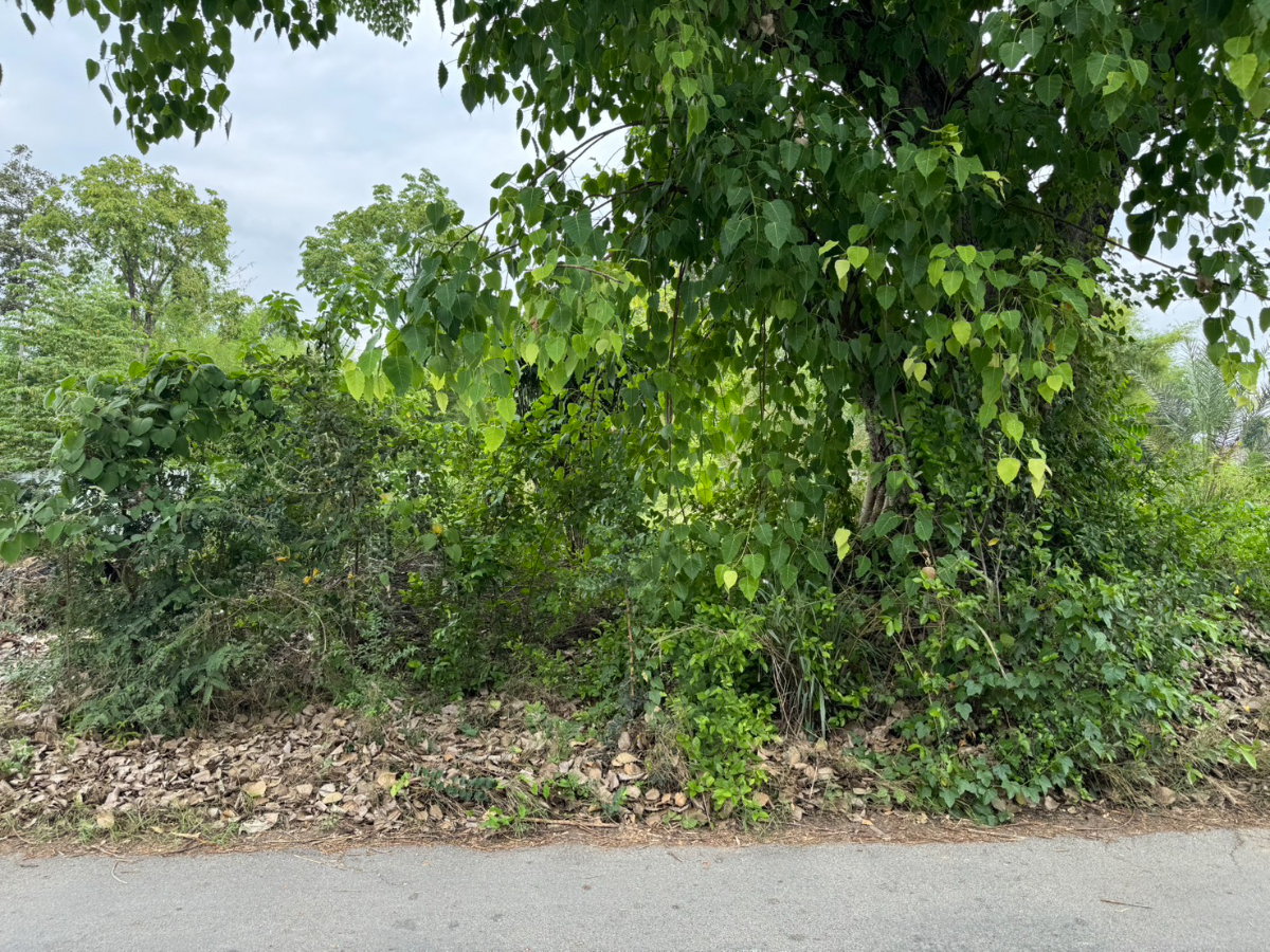 picture Beautiful plot of land for sale San Pa Tong at Chiang Mai 376 square wah a very nice, rectangular-shaped plot. - 4/8