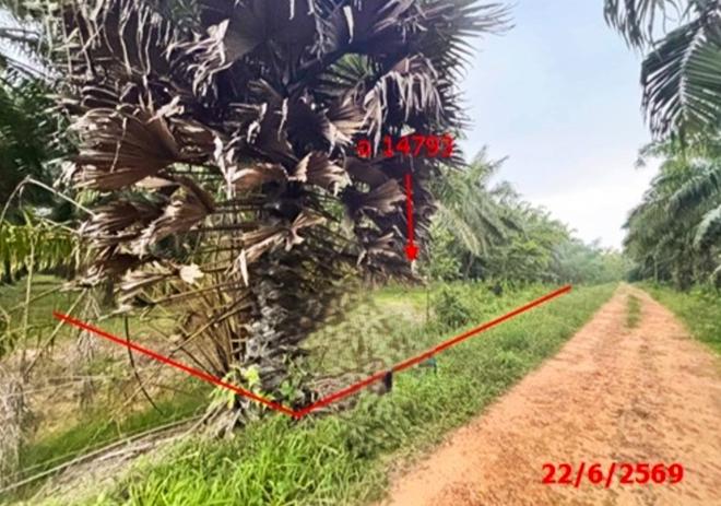 picture LAND 26314 Sq.w. Tha Chang Surat Thani for 45.5M - 4/25