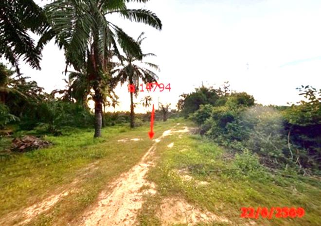 picture LAND 26314 Sq.w. Tha Chang Surat Thani for 45.5M - 8/25