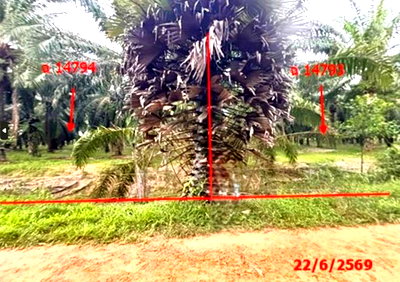 Land for sale Tha Chang Surat Thani : LAND 26314 Sq.w. Tha Chang Surat Thani for 45.5M