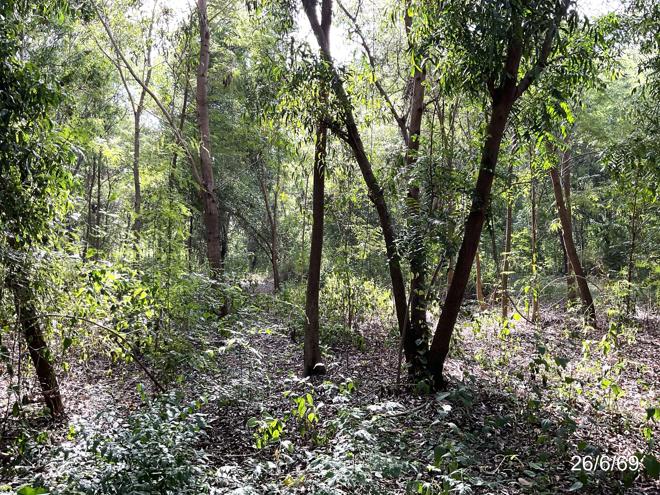 picture LAND 3045 Sq.w. Muang Chaiyaphum Chaiyaphum for 4.3M - 7/21