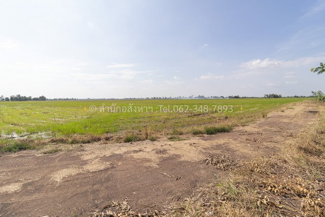 รูป ขายที่ดินเปล่า (ปัจจุบันเป็นที่นา) เนื้อที่ 20 ไร่ ทรงสวยสี่เหลี่ยม ต.วังพัฒนา อ.บางซ้าย จ.พระนครศรีอยุธยา - รูปที่ 1/8