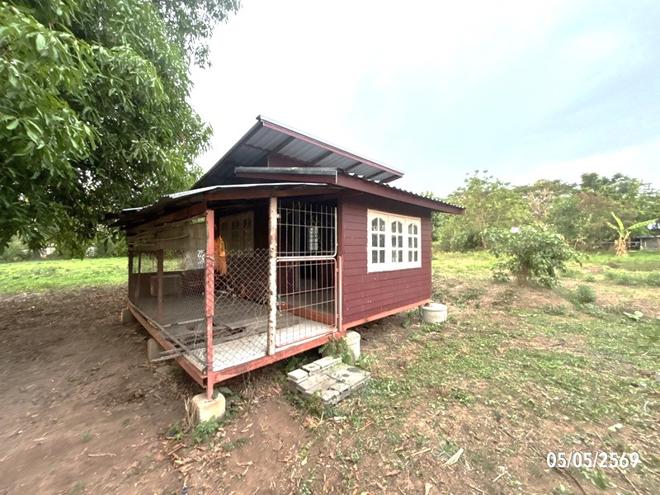 รูป บ้านเดี่ยว 100 ตร.วา ประทาย นครราชสีมา 268,000 - รูปที่ 4/25