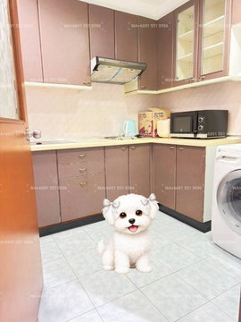 2Bed Pet-Friendly Condo for Rent Sukhumvit Central Bangkok✨Wireless, Near BTS Ploenchit, MRT Petchaburi🔰 We can show all available units here