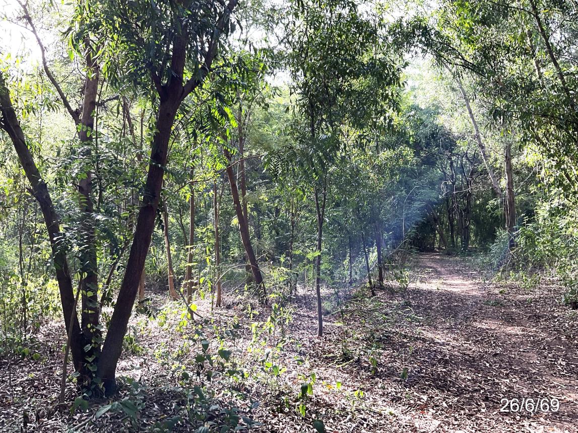 picture LAND 3045 Sq.w. Muang Chaiyaphum Chaiyaphum for 4.3M - 16/21