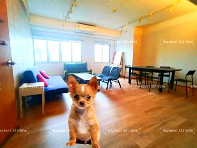คอนโดให้เช่า : Pet-Friendly Condo for Rent Sukhumvit Central Bangkok✨Wireless, Near BTS Ploenchit, MRT Petchaburi🔰 We can show all available units here