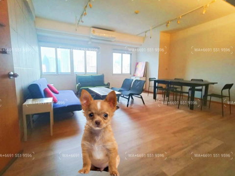 Pet-Friendly Condo for Rent Sukhumvit Central Bangkok✨Wireless, Near BTS Ploenchit, MRT Petchaburi🔰 We can show all available units here