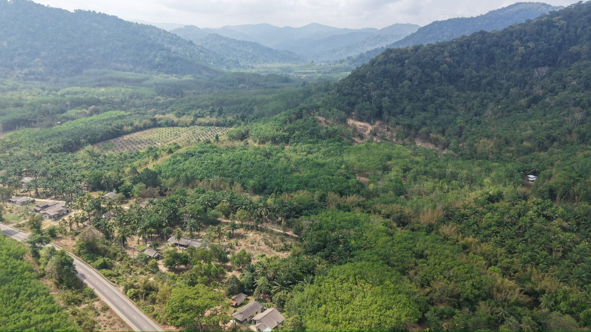 รูป ขายที่ดิน แปลงสวย 100ไร่ ติดลำธานธรรมชาติ 1กิโล - รูปที่ 3/15