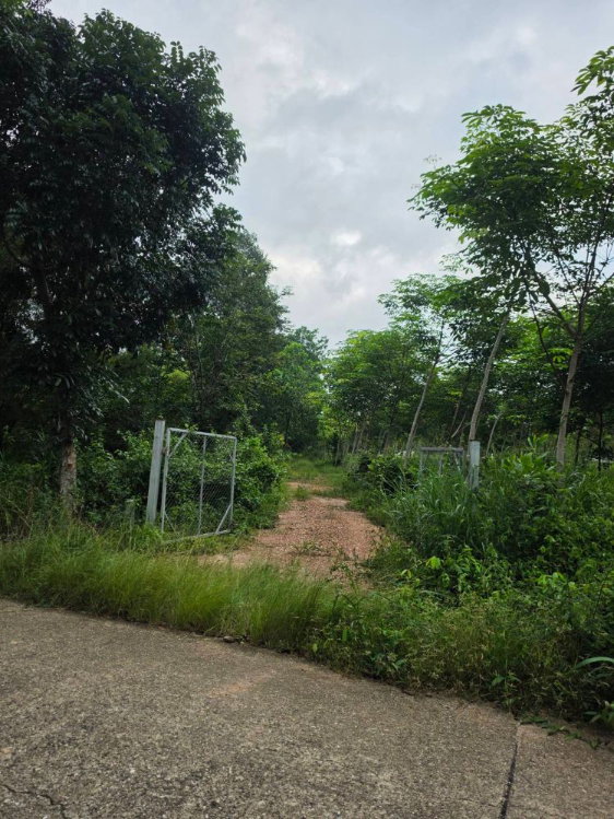 รูป ขายที่ดิน 5 ไร่ มีโฉนด ทำเลดี จังหวัดระยอง ใกล้แหล่งท่องเที่ยวบ้านเพ-เกาะเสม็ด - รูปที่ 5/15
