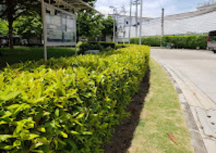 รูป Flora Wongsawang for rent ฟลอร่า วงศ์สว่าง ให้เช่า MRT สายสีม่วง ติวานนท์ 450 เมตร  MRT สายสีม่วง สถานีวงศ์สว่าง 500 เมตร - รูปที่ 41/41