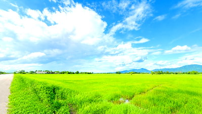 ที่ดิน เชียงราย : ที่ดิน 75 ไร่ ใกล้เขตเศรษฐกิจ อ.เชียงของ จ.เชียงราย ประเทศลาวและจีน