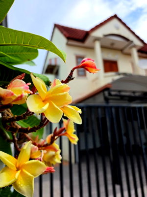 Townhouses for rent Assumption College Rayong : House for rent (prime location in the heart of Rayong city), near the market and Bangkok Hospital Rayon