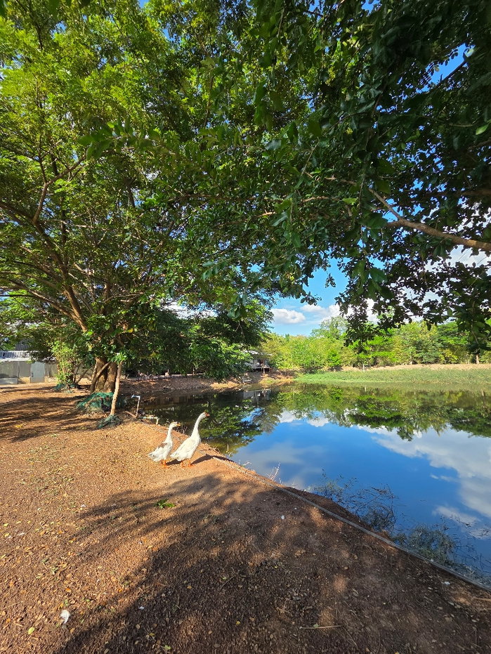 รูป ขายที่ดิน ยกโครงการ สามพร้าว 14 ไร่ - รูปที่ 16/30