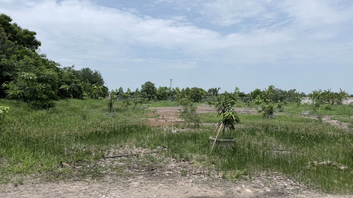 รูป ขายที่ดิน 10 ไร่ (ผังสีชมพู) ทำเลทองนาดี สมุทรสาคร พร้อมบ้านหรู 3 หลัง พร้อมประกอบธุรกิจทันที! - รูปที่ 5/5