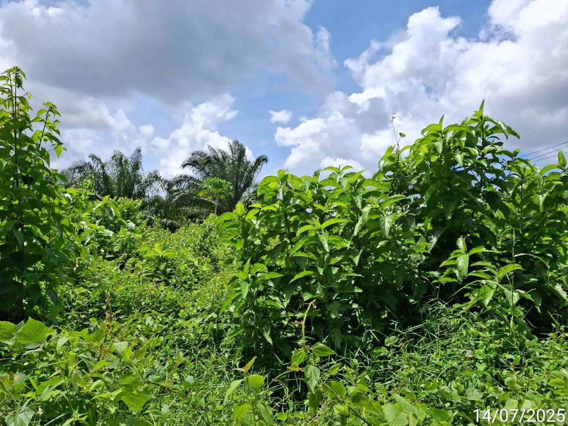 รูป ที่ดินว่างเปล่า 125 ตร.วา ปะเหลียน ตรัง 963,000 - รูปที่ 20/25