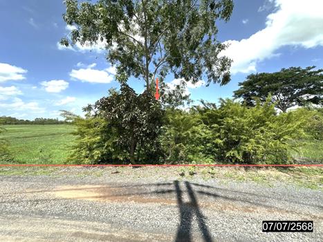 picture LAND 1106 Sq.w. Kaset Wisai Roi Et for 1.1M - 16/19