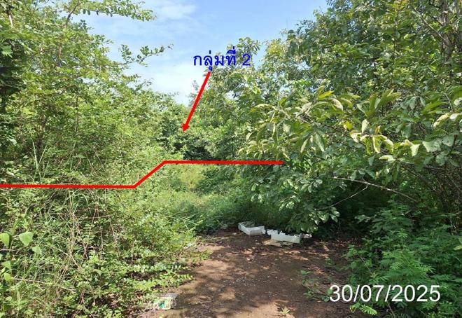 picture LAND 330 Sq.w. Mae Tha Lamphang for 444,000 - 6/23