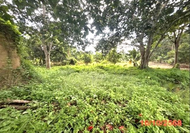 picture LAND 379.5 Sq.w. Muang Surat Thani Surat Thani for 1.7M - 7/21