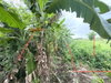 listing thumbnail image 18