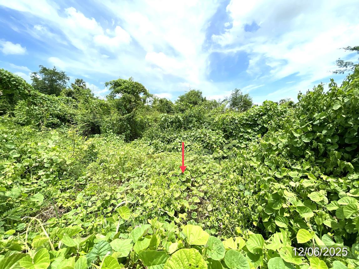 picture LAND 1271.2 Sq.w. Sawankhalok Sukhothai for 4.2M - 13/17