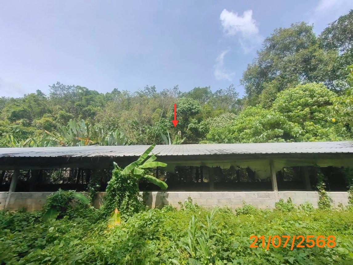 picture HOME 4455.3 Sq.w. Takua Thung Phangnga for 3.8M - 38/43