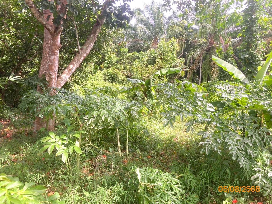 รูป ที่ดินว่างเปล่า 321.8 ตร.วา บ้านนาเดิม สุราษฎร์ธานี 644,000 - รูปที่ 10/15