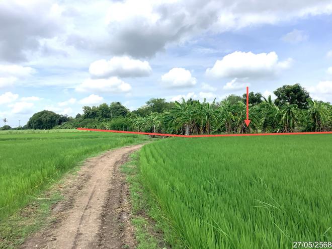 picture LAND 4246 Sq.w. Khlong Khlung Kamphaeng Phet for 4.2M - 4/25