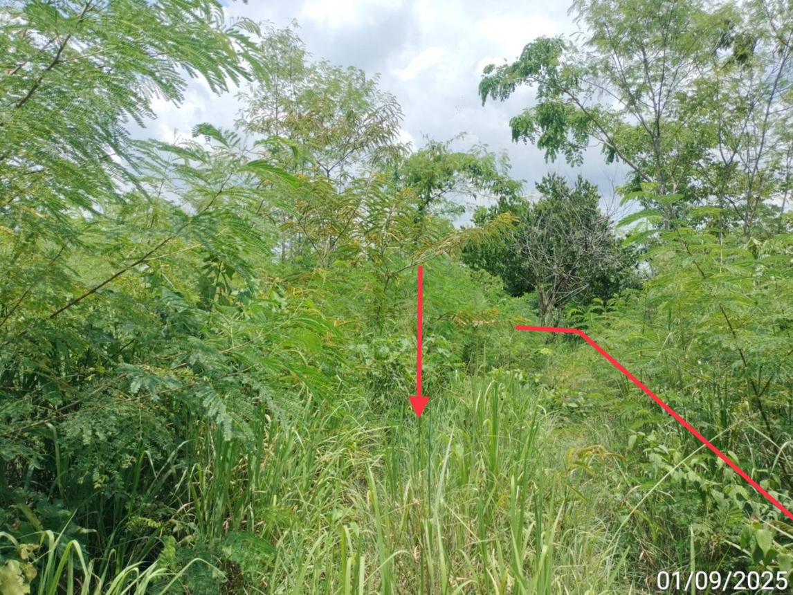 picture LAND 238 Sq.w. Muak Lek Saraburi for 333,000 - 11/19