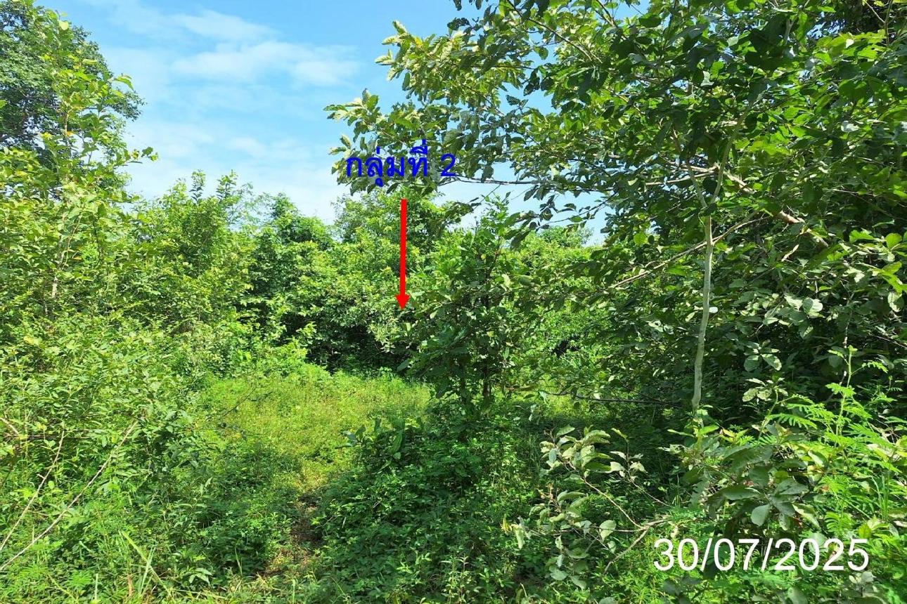 picture LAND 330 Sq.w. Mae Tha Lamphang for 444,000 - 16/23