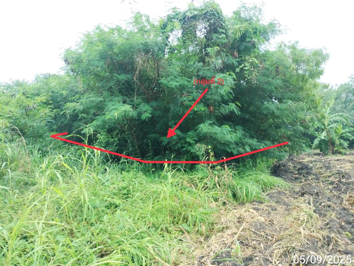 รูป ที่ดินว่างเปล่า 850 ตร.วา ยุพนัย แก่งคอย สระบุรี 1.5M - รูปที่ 10/15