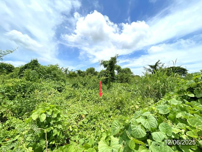 picture LAND 1271.2 Sq.w. Sawankhalok Sukhothai for 4.2M - 6/17