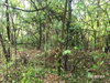 listing thumbnail image 29