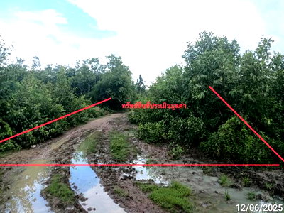 Land for sale San Pa Tong Chiang Mai : LAND 1299 Sq.w. San Pa Tong Chiang Mai for 1.5M