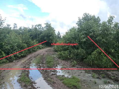 LAND 1299 Sq.w. San Pa Tong Chiang Mai for 1.5M