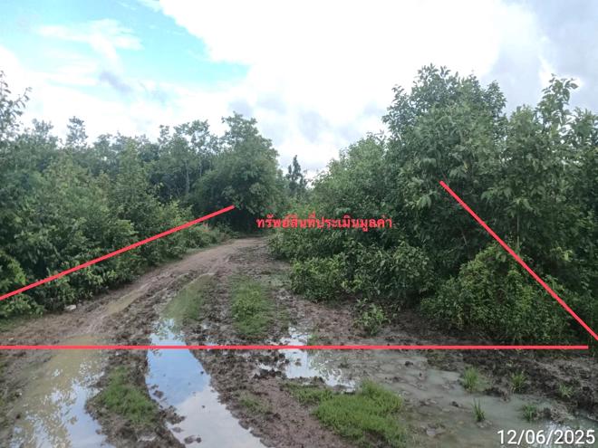 picture LAND 1299 Sq.w. San Pa Tong Chiang Mai for 1.5M - 1/19