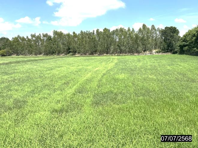 picture LAND 1106 Sq.w. Kaset Wisai Roi Et for 1.1M - 8/19