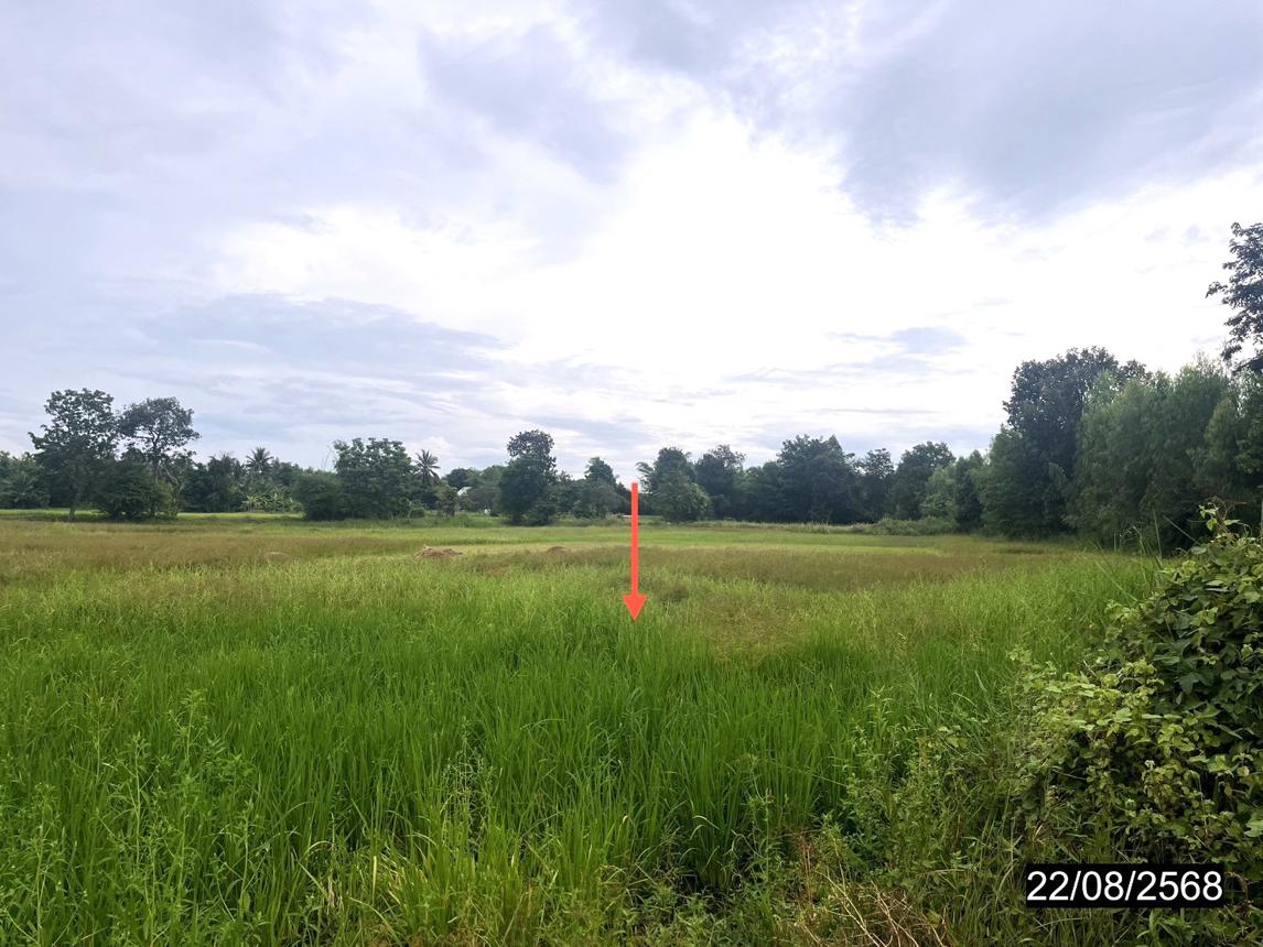 picture LAND 4242 Sq.w. Yang Si Surat Maha Sarakham for 2.8M - 12/19