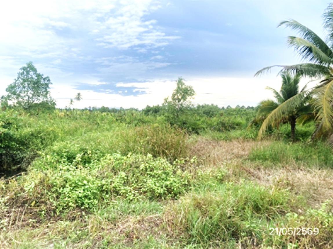รูป ที่ดินว่างเปล่า 1945.7 ตร.วา เมืองสุราษฎร์ธานี สุราษฎร์ธานี 5.2M - รูปที่ 16/25