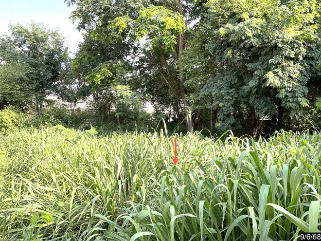 picture LAND 80 Sq.w. Muang Khon Kaen Khon Kaen for 1.2M - 6/19